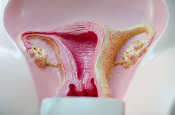 Clínica Delta Médica modelo de cuello uterino